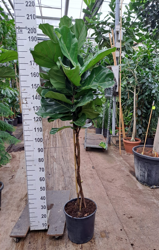 Planta naturala Spiral H190cm Ficus lyrata PS35/ in pamant