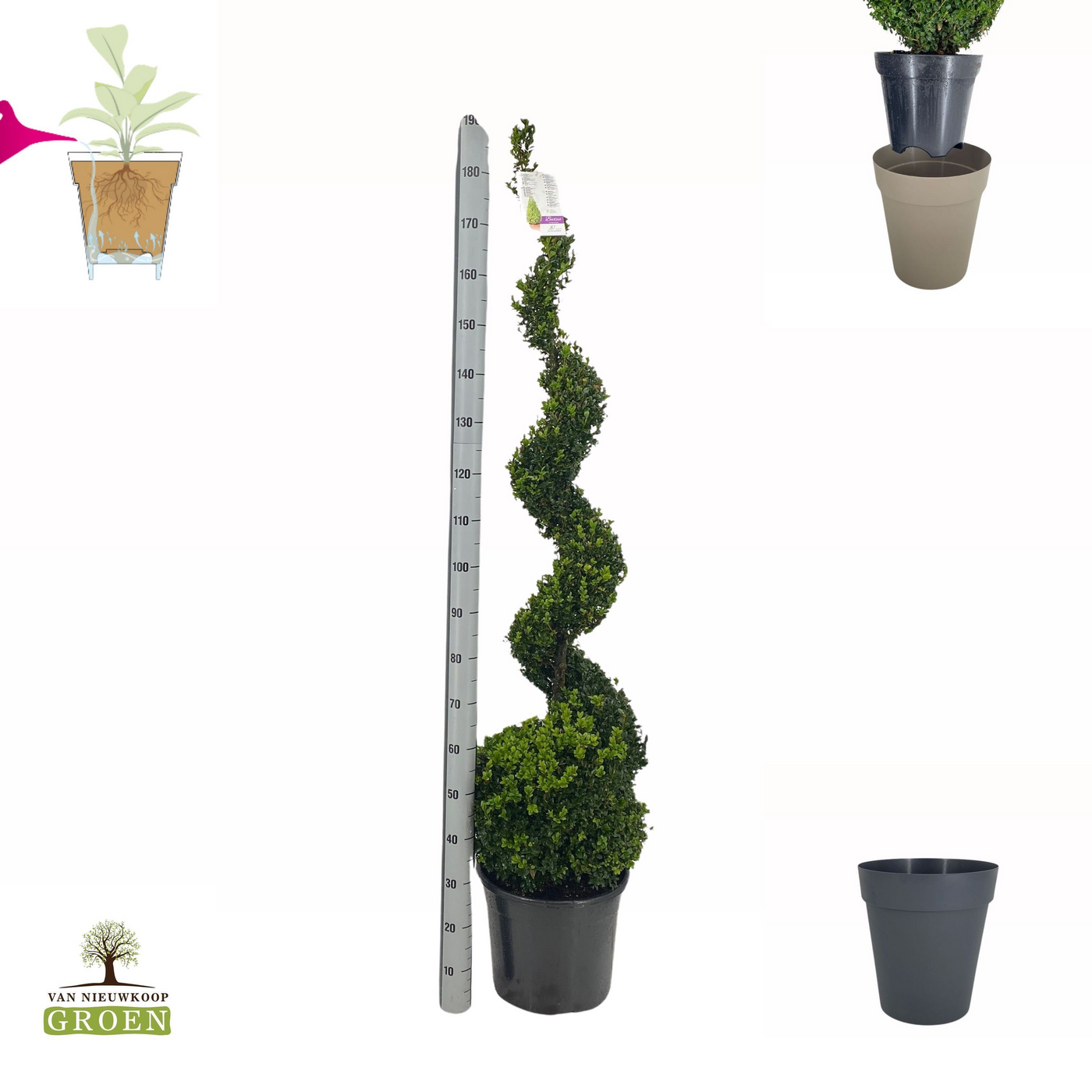 Planta naturala Spiral H200cm Buxus sempervirens PS38/ in pamant