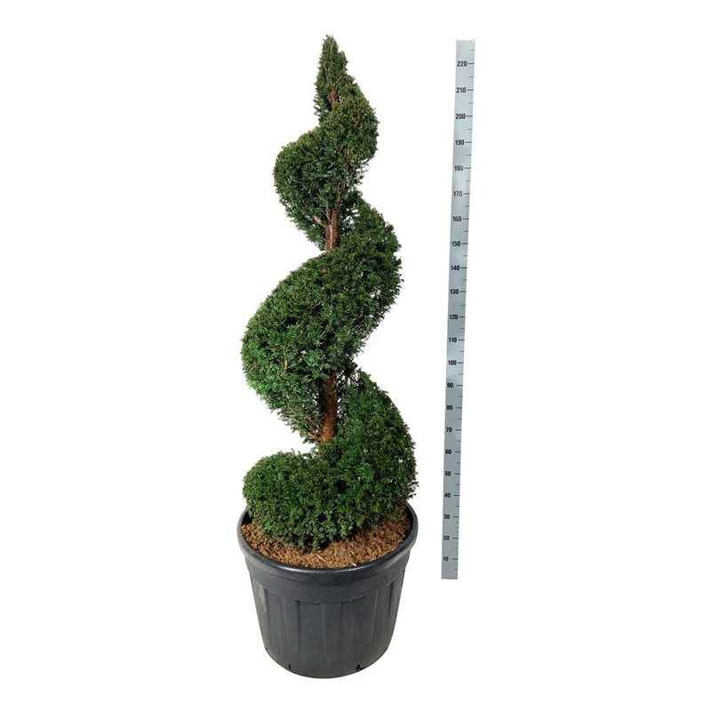 Planta naturala Spiral H210cm Taxus baccata PS70/ in pamant