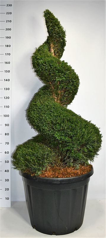 Planta naturala Spiral H220cm Taxus baccata PS65/ in pamant
