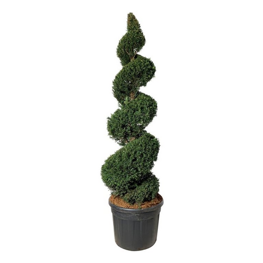 Planta naturala Spiral H230cm Taxus baccata PS60/ in pamant