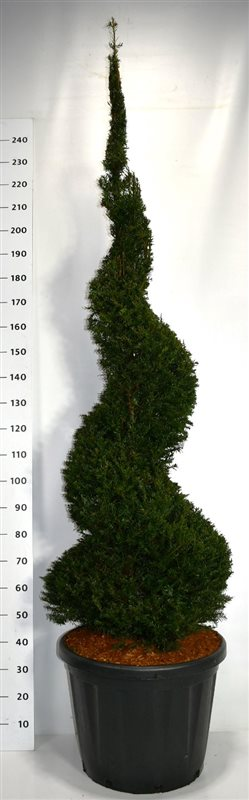 Planta naturala Spiral H260cm Taxus baccata PS58/ in pamant