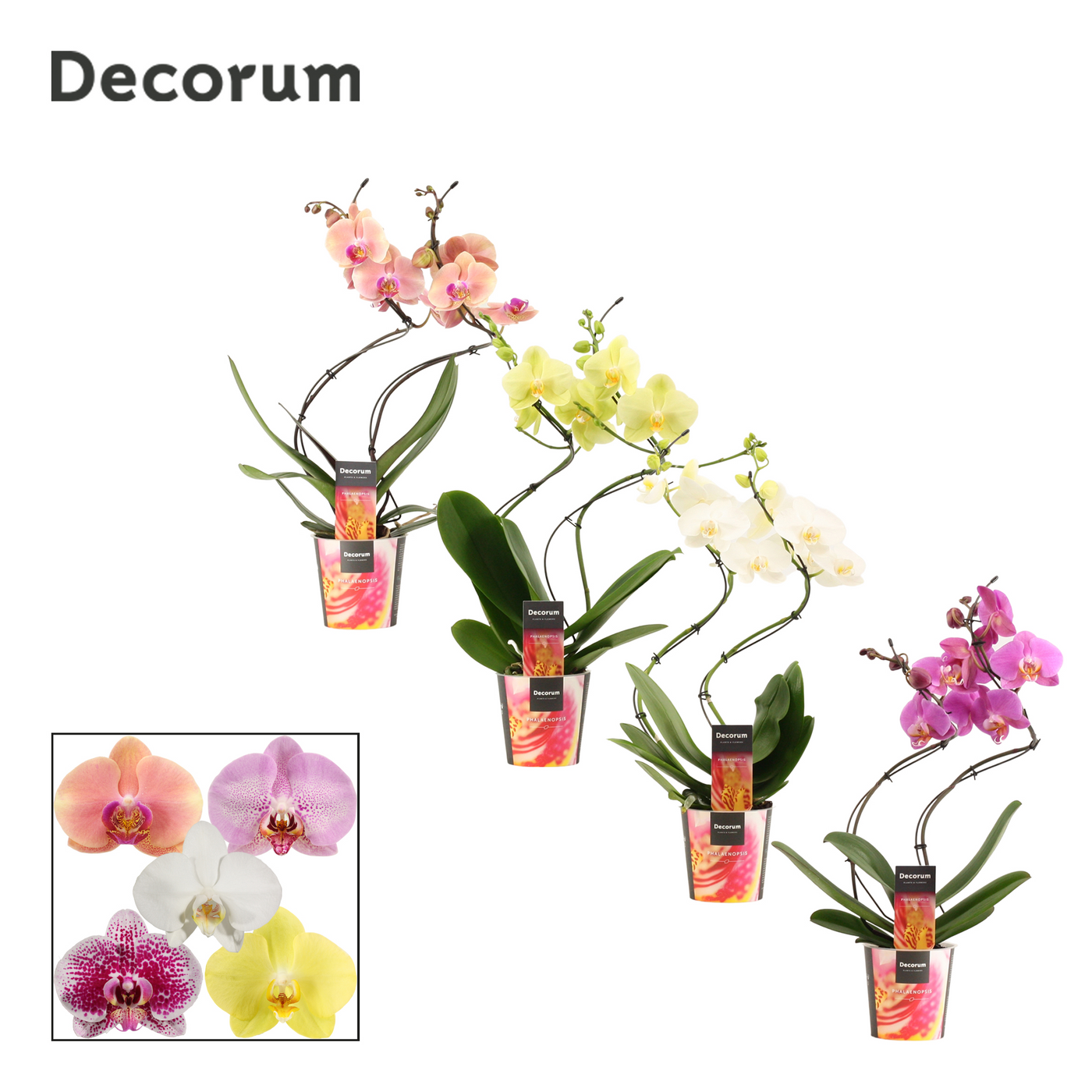 Planta naturala Spiral H50cm Phalaenopsis hurricane mix PS12/ in pamant