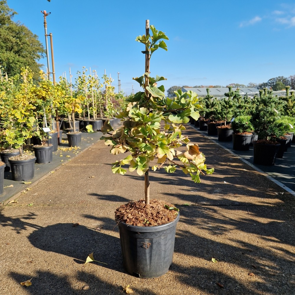 Planta naturala Spiral H80cm Ginkgo biloba Troll PS28/ in pamant