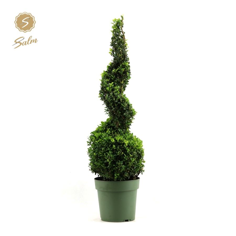 Planta naturala Spiral H90cm Buxus sempervirens PS23/ in pamant