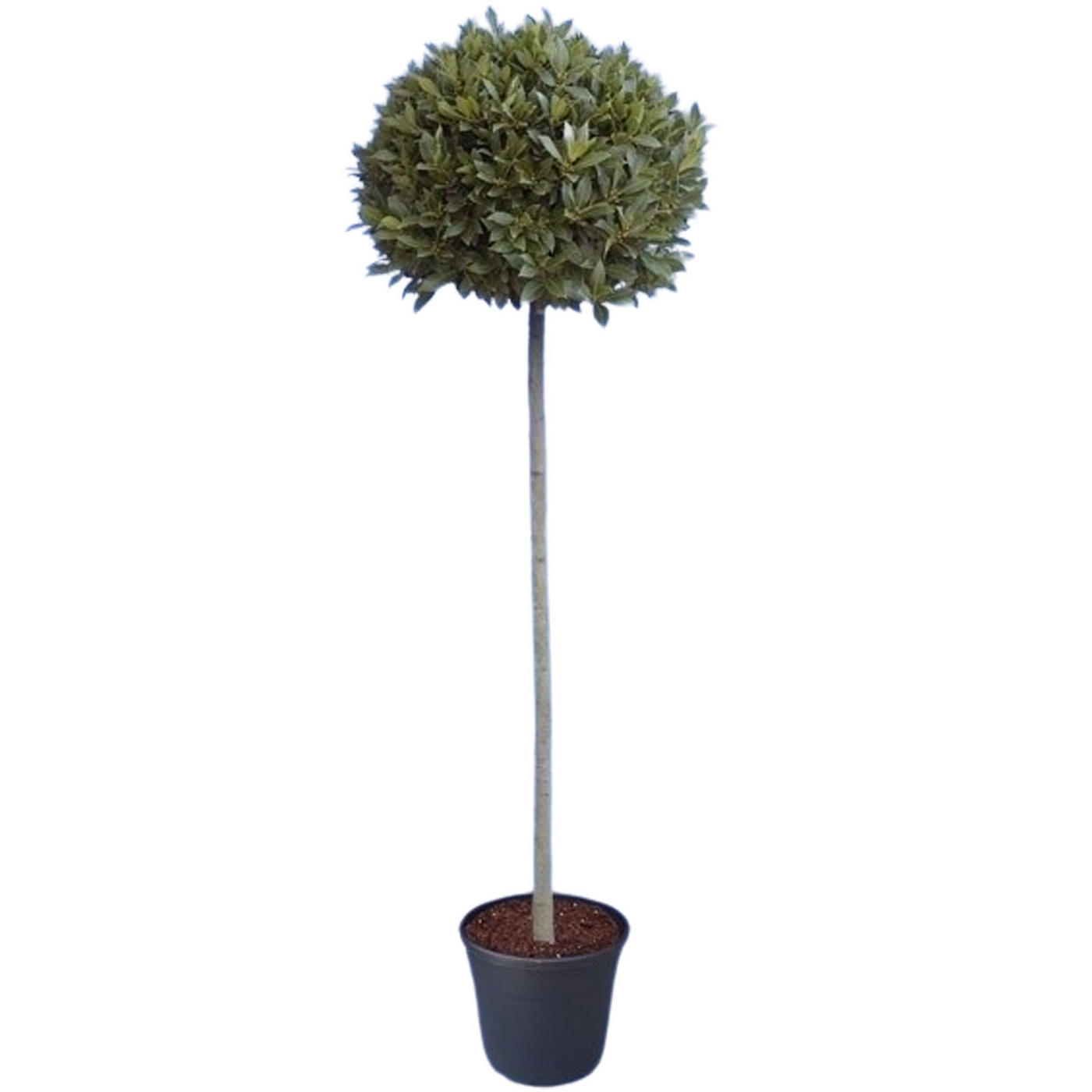 Planta naturala Stem/ball(65) D65xH200cm Laurus nobilis PS30/ in pamant