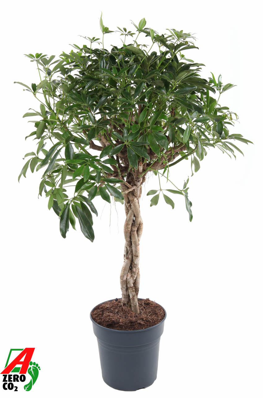 Planta naturala Stem braided H120cm Schefflera arboricola 'Compacta' PS27/ in pamant