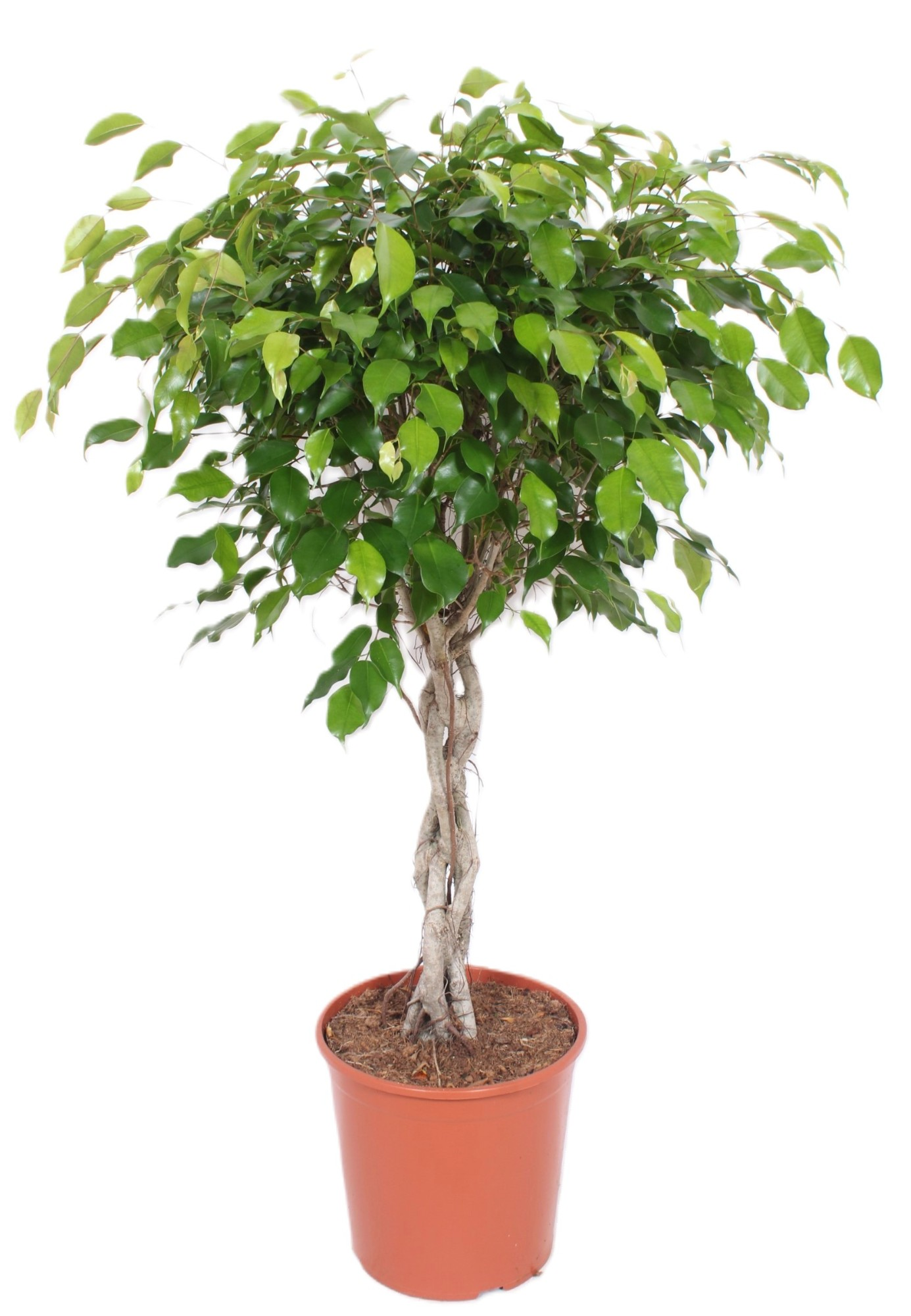 Planta naturala Stem Braided H140cm Ficus Exotica PS30/ in pamant