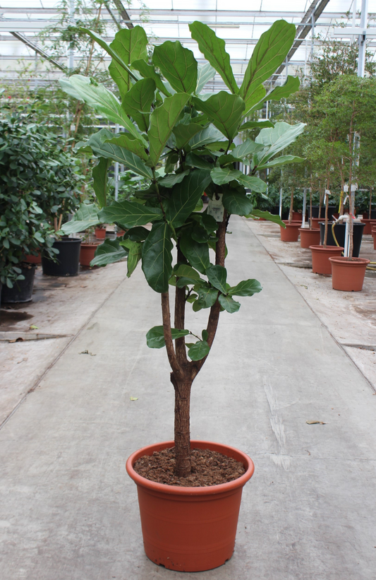 Planta naturala Stem branched H210cm Ficus lyrata PS50/ in pamant