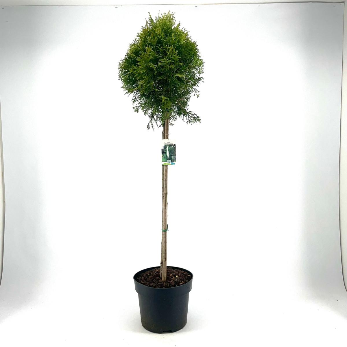 Planta naturala Stem H110cm Thuja occidentalis 'Smaragd' PS29/ in pamant