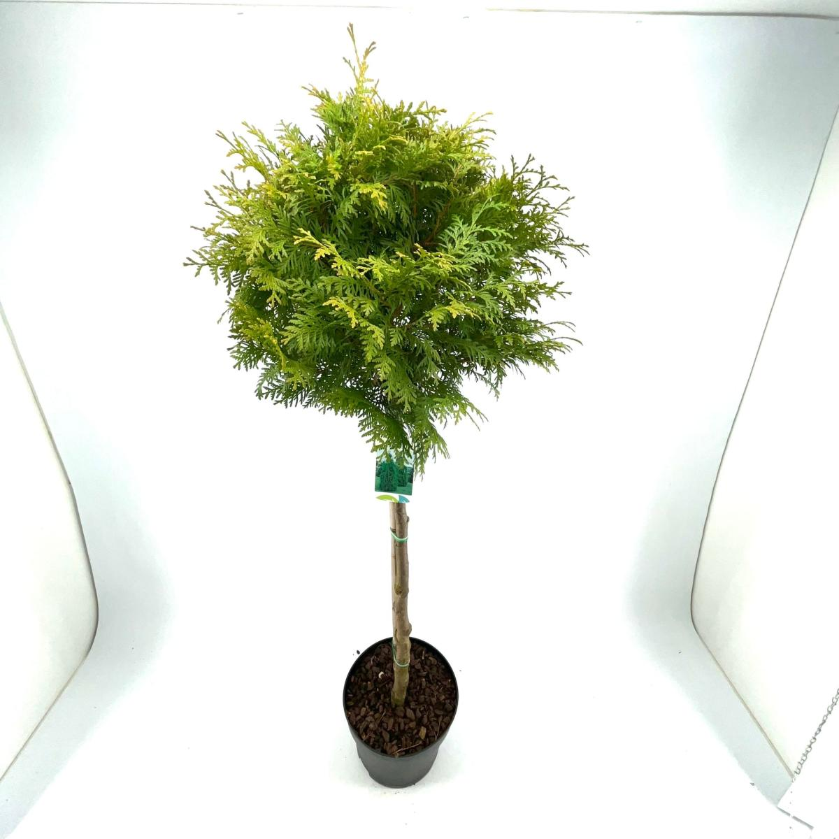 Planta naturala Stem H120cm Thuja occidentalis 'Brabant' PS28/ in pamant