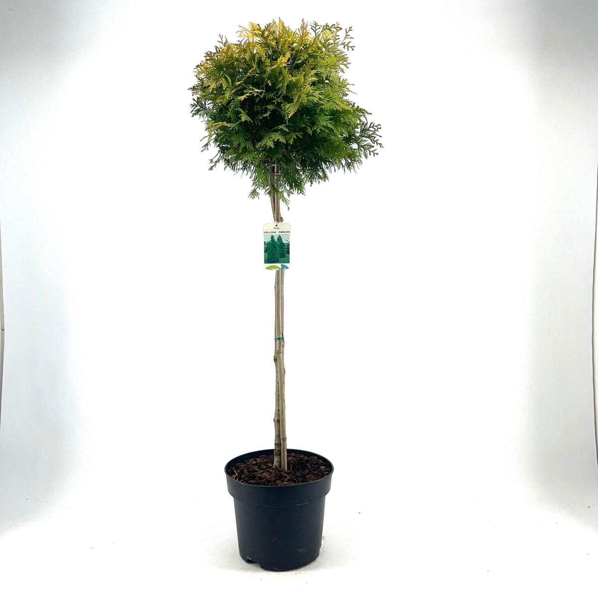 Planta naturala Stem H120cm Thuja occidentalis 'Yellow Ribbon' PS28/ in pamant