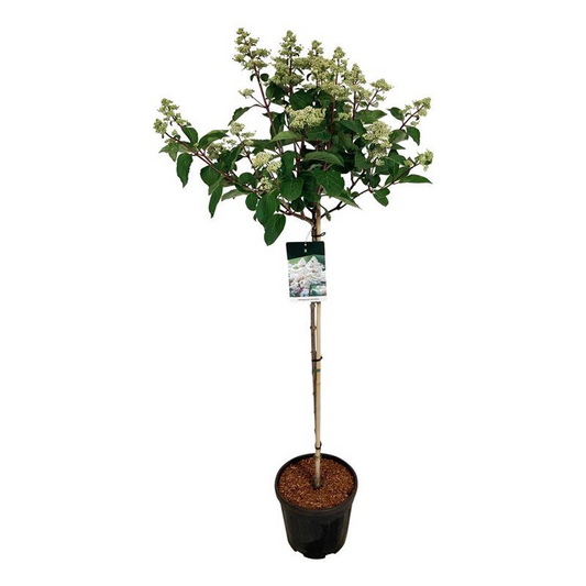Planta naturala Stem H140cm Hydrangea paniculata 'Early Harry' PS32/ in pamant