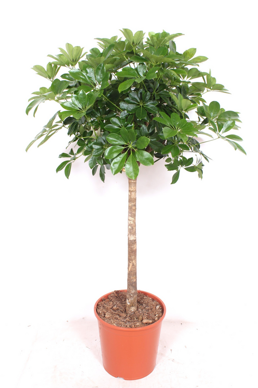 Planta naturala Stem H140cm Schefflera arboricola 'Compacta' PS30/ in pamant