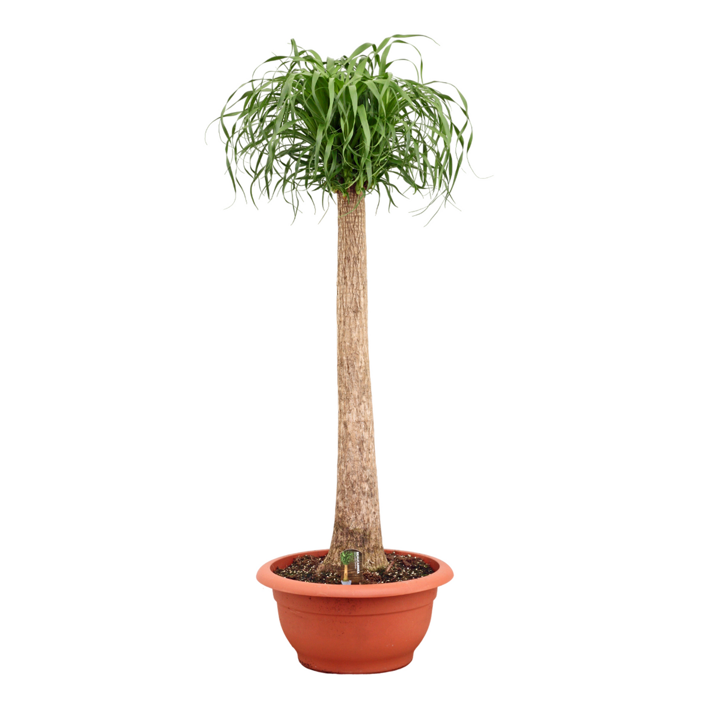 Planta naturala Stem H160cm Beaucarnea recurvata PS55/ in pamant
