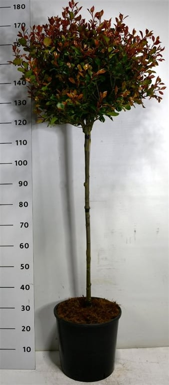 Planta naturala Stem H160cm Photinia x fraseri 'Little Red Robin' PS38/ in pamant