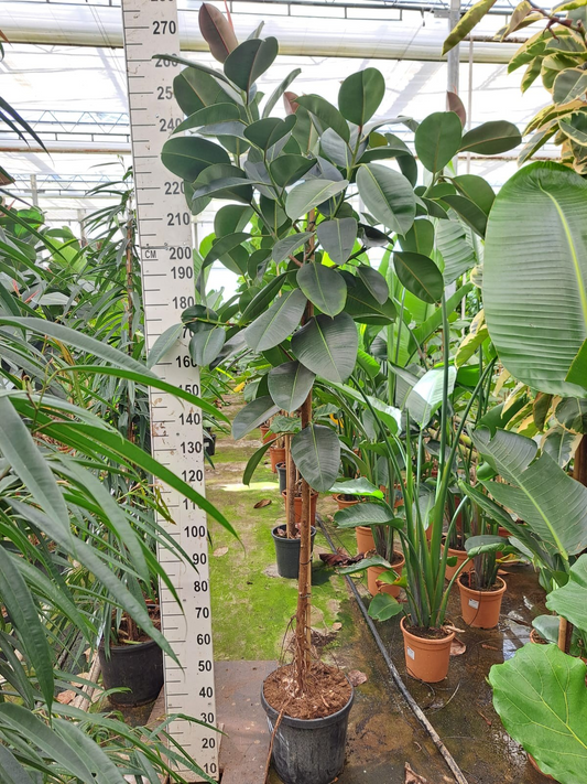 Planta naturala Stem H250cm Ficus elastica 'Robusta' PS45/ in pamant