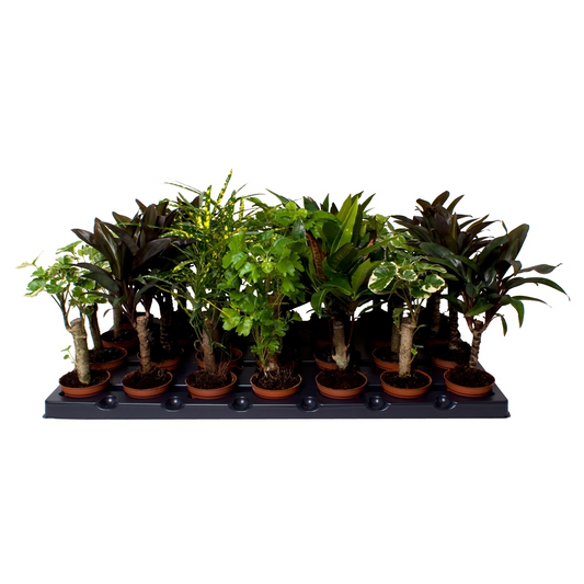 Planta naturala Stem H27cm Croton (Codiaeum) mix PS6/ in pamant