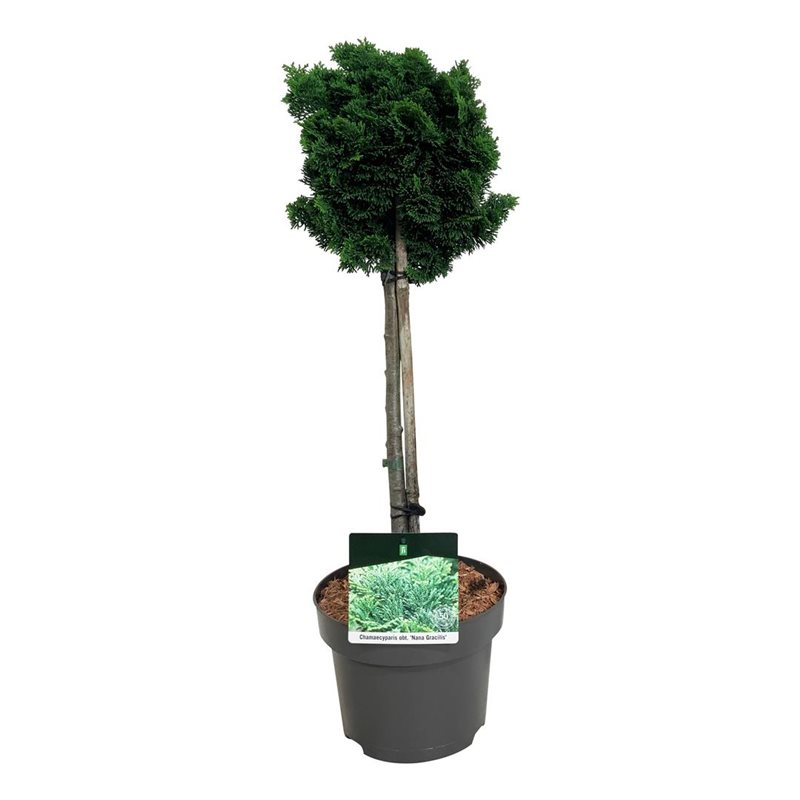 Planta naturala Stem H70cm Chamaecyparis obtusa 'Nana Gracilis' PS23/ in pamant