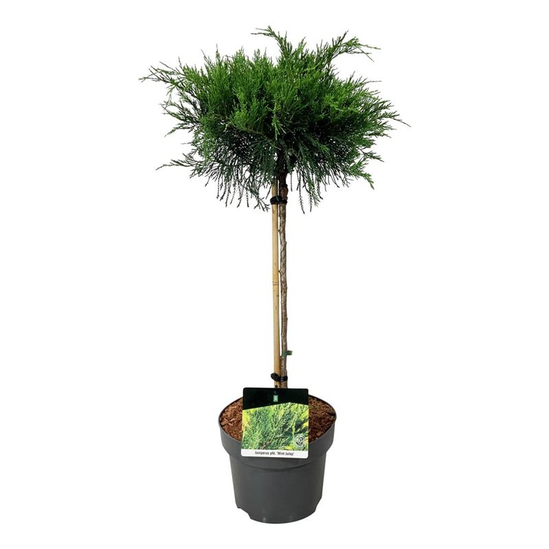 Planta naturala Stem H70cm Juniperus x pfitzeriana 'Mint Julep' PS23/ in pamant