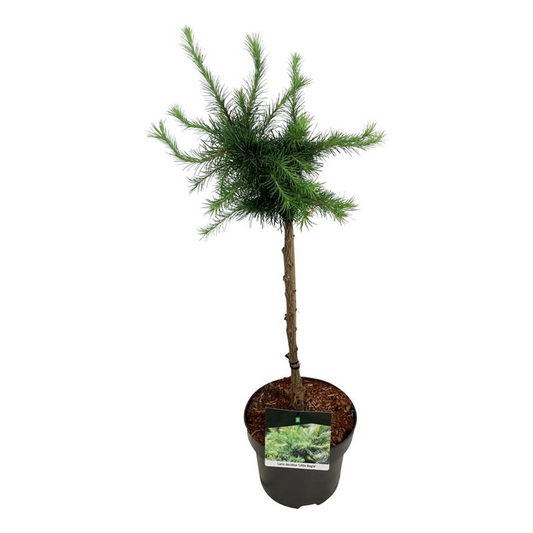 Planta naturala Stem H70cm Larix decidua 'Little Bogle' PS23/ in pamant