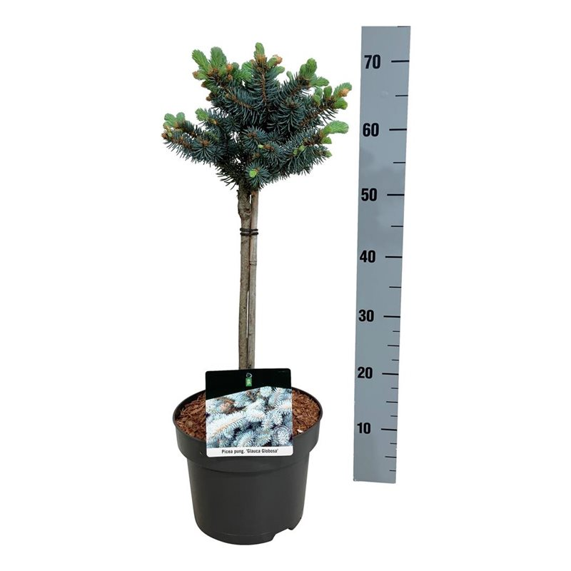 Planta naturala Stem H70cm Picea pungens 'Glauca Globosa' PS23/ in pamant