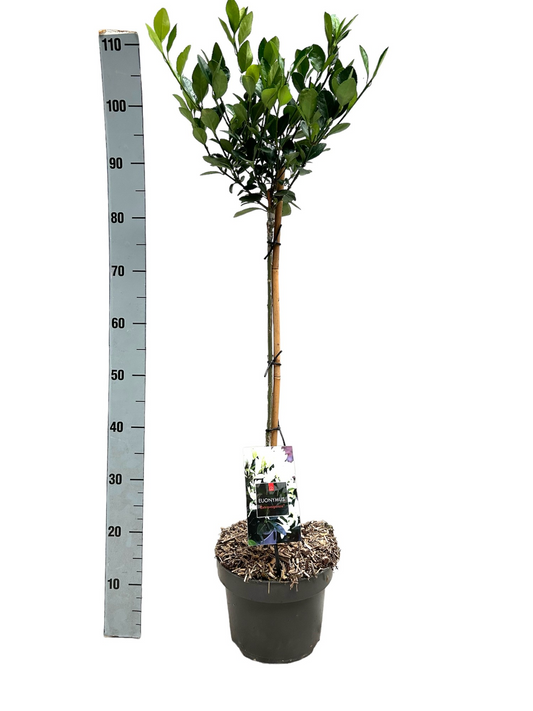 Planta naturala Stem H90cm Euonymus japonicus Extravaganza PS23/ in pamant