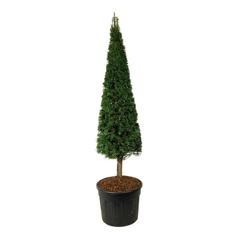 Planta naturala Straight-Cone H270cm Taxus baccata PS65/ in pamant