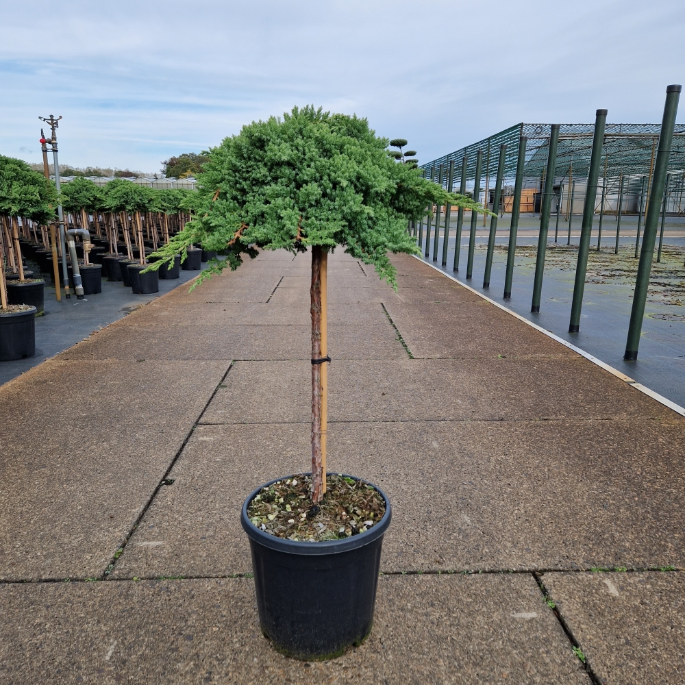 Planta naturala Straight H100cm Juniperus procumbens 'Nana' PS31/ in pamant