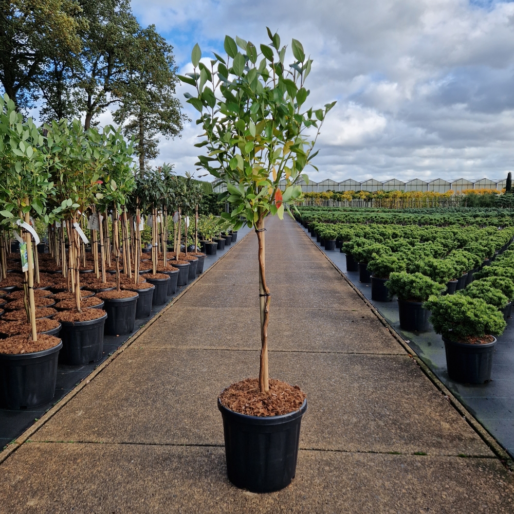 Planta naturala Straight H110cm Vaccinium corymbosum 'Goldtraube 71' PS32/ in pamant