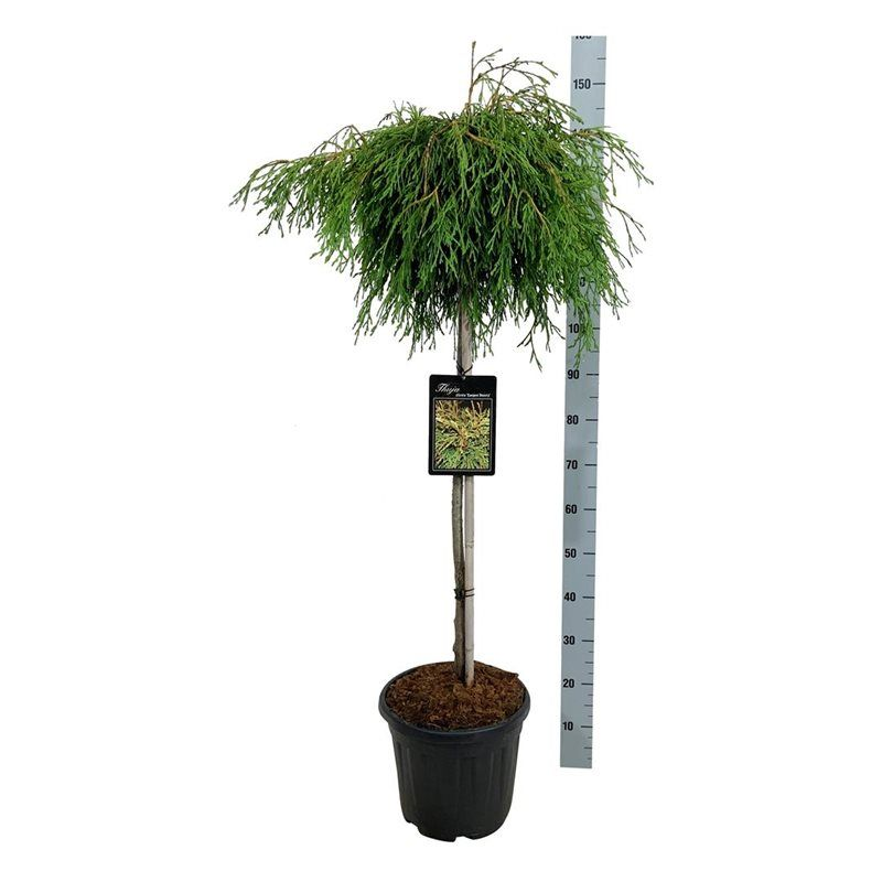Planta naturala Straight H130cm Thuja pl. Kagers Beauty PS32/ in pamant