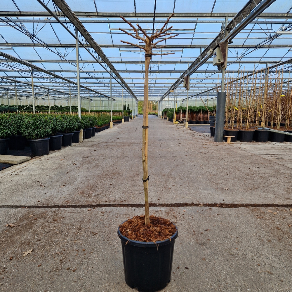 Planta naturala Straight H140cm Ginkgo biloba Troll PS31/ in pamant