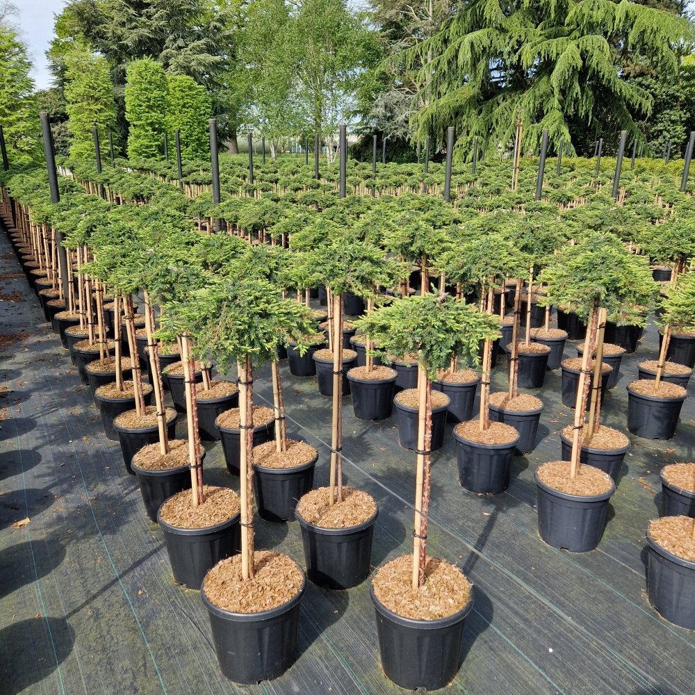 Planta naturala Straight H140cm Juniperus communis Green Mantle PS31/ in pamant