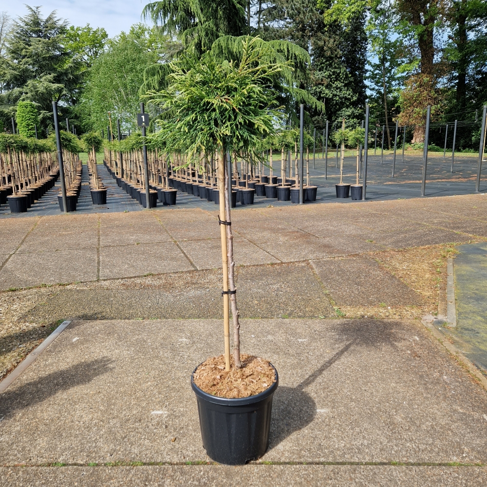 Planta naturala Straight H140cm Thuja plicata Kagers Beauty PS31/ in pamant