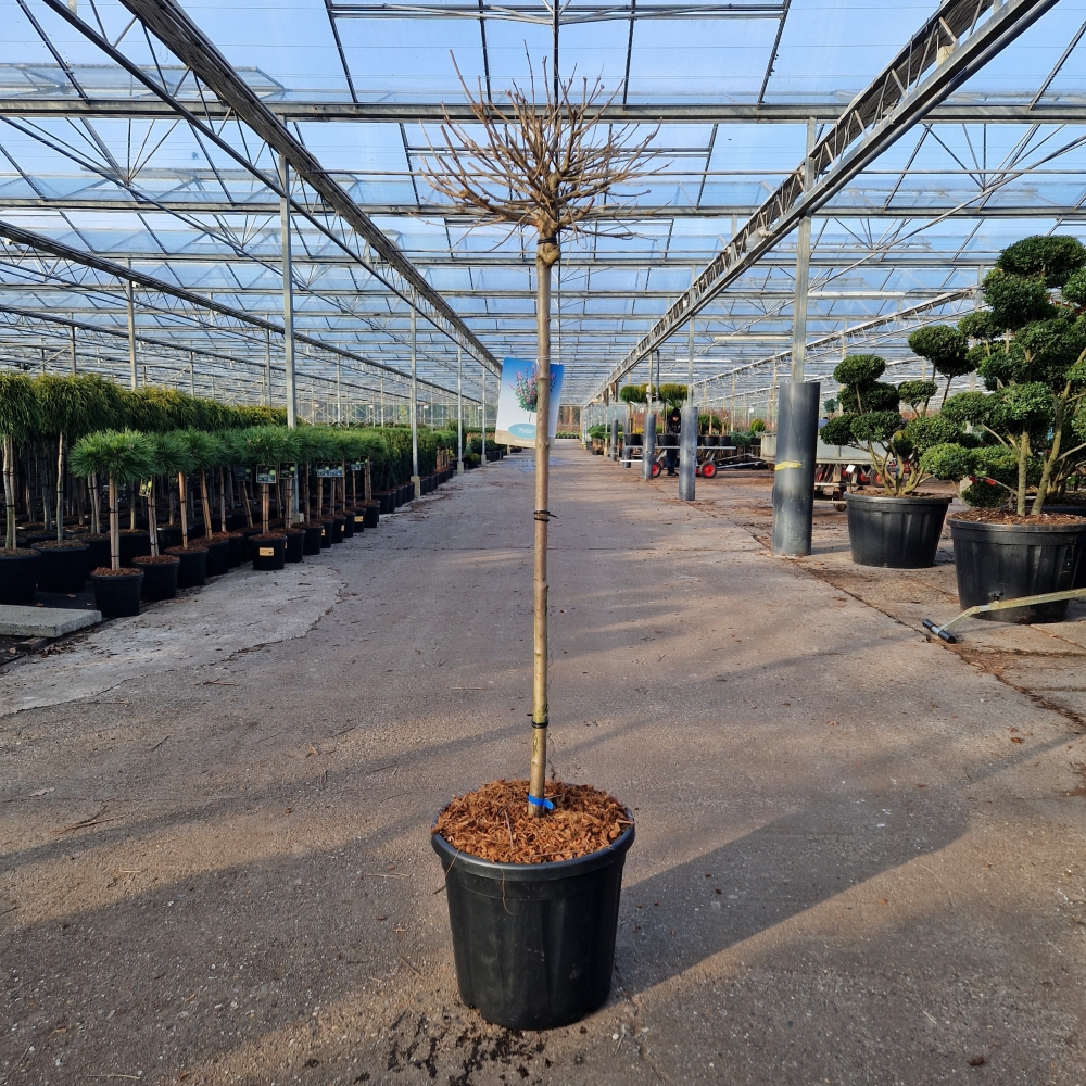 Planta naturala Straight H150cm Syringa meyeri 'Palibin' PS36/ in pamant