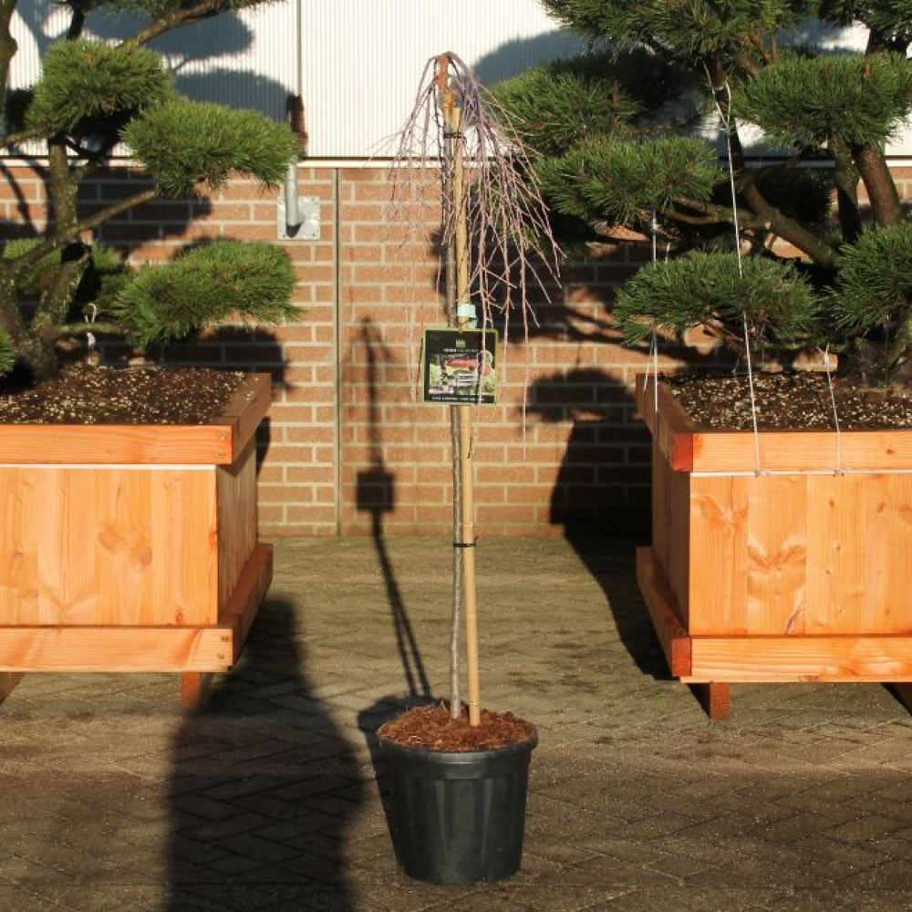 Planta naturala Straight H170cm Larix kaempferi 'Stiff Weeper' PS32/ in pamant