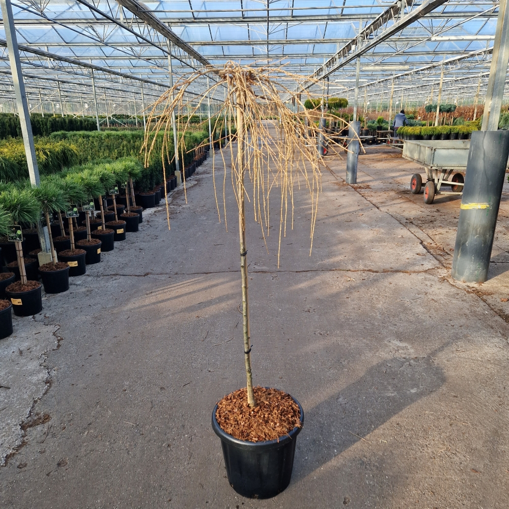 Planta naturala Straight H180cm Larix decidua 'Puli' PS40/ in pamant