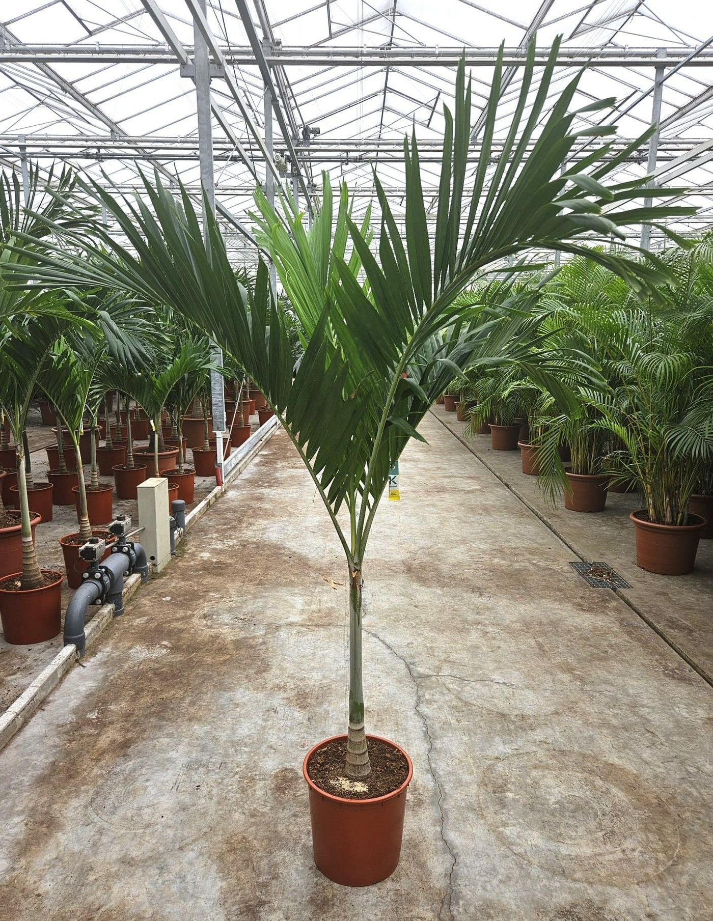 Planta naturala Straight H200cm Veitchia merrillii PS34/ in pamant