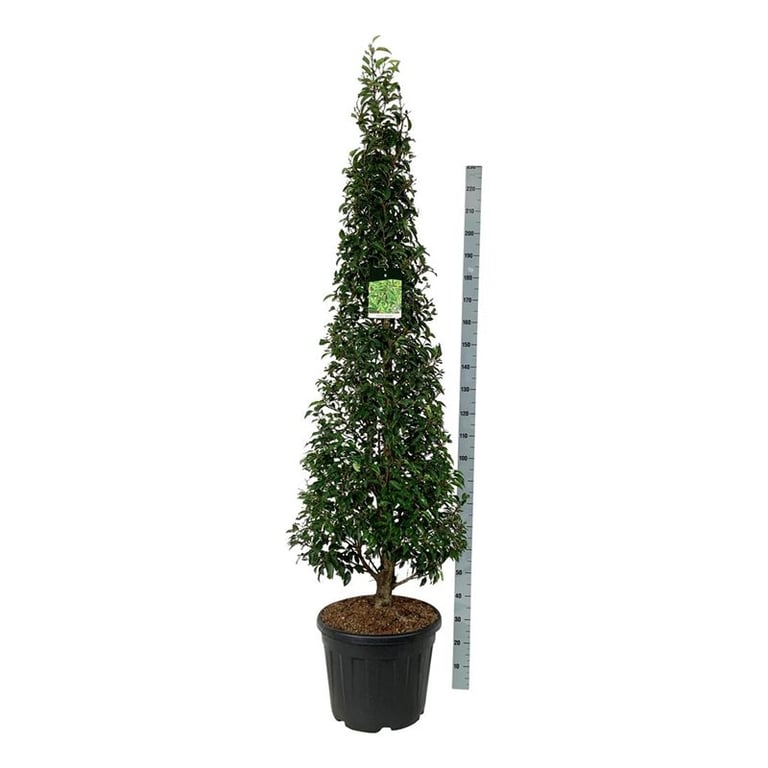 Planta naturala Straight H240cm Prunus lusitanica 'Angustifolia' PS50/ in pamant