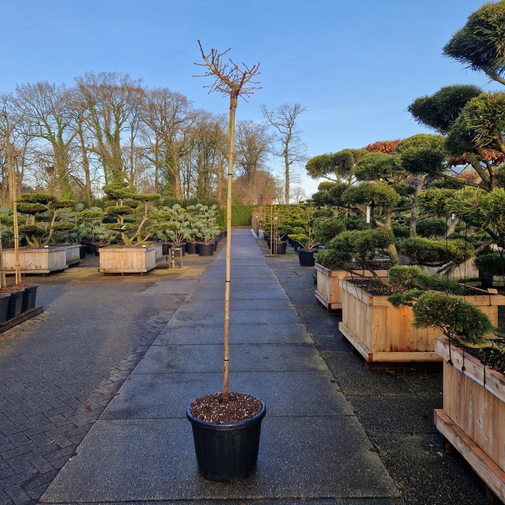 Planta naturala Straight H250cm Ginkgo biloba Jehoshaphat PS49/ in pamant