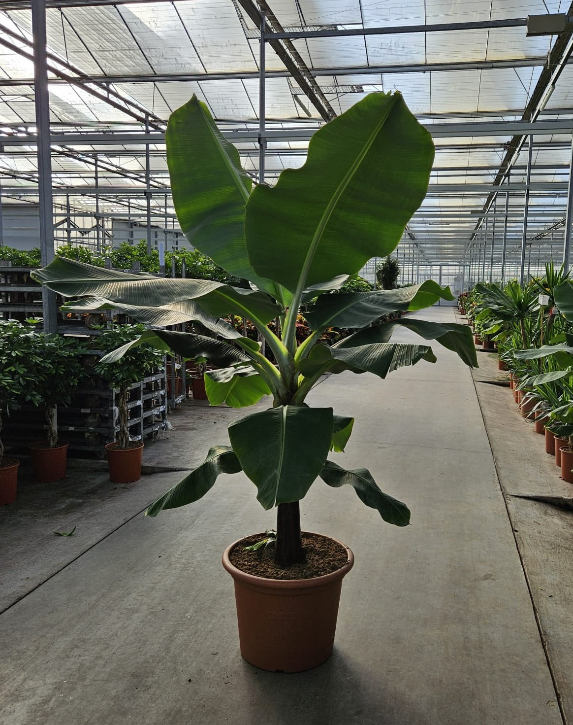 Planta naturala Straight H260cm Musa 'Dwarf Cavendish' PS55/ in pamant