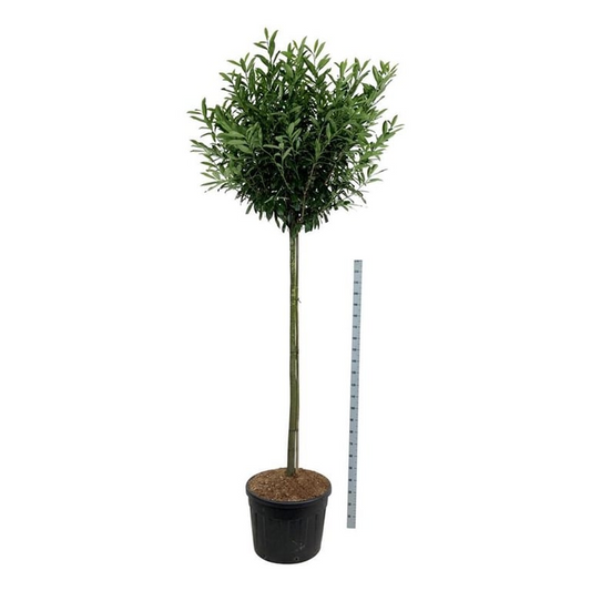 Planta naturala Straight H260cm Prunus laurocerasus 'Caucasica' PS70/ in pamant