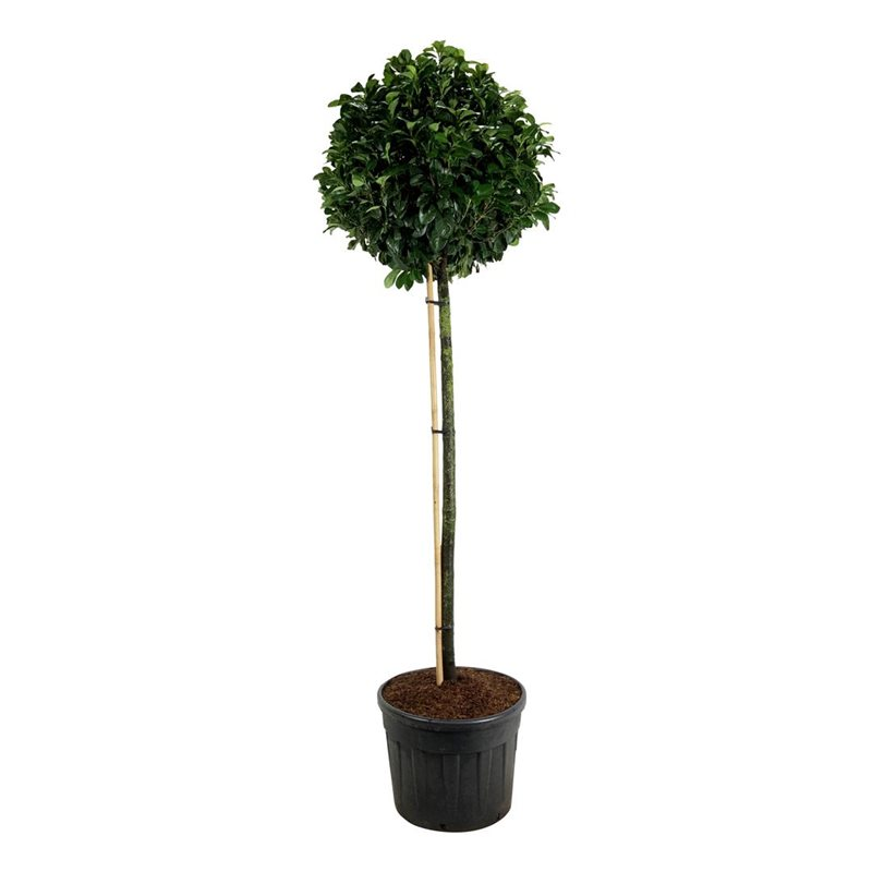 Planta naturala Straight H260cm Prunus laurocerasus Etna PS70/ in pamant
