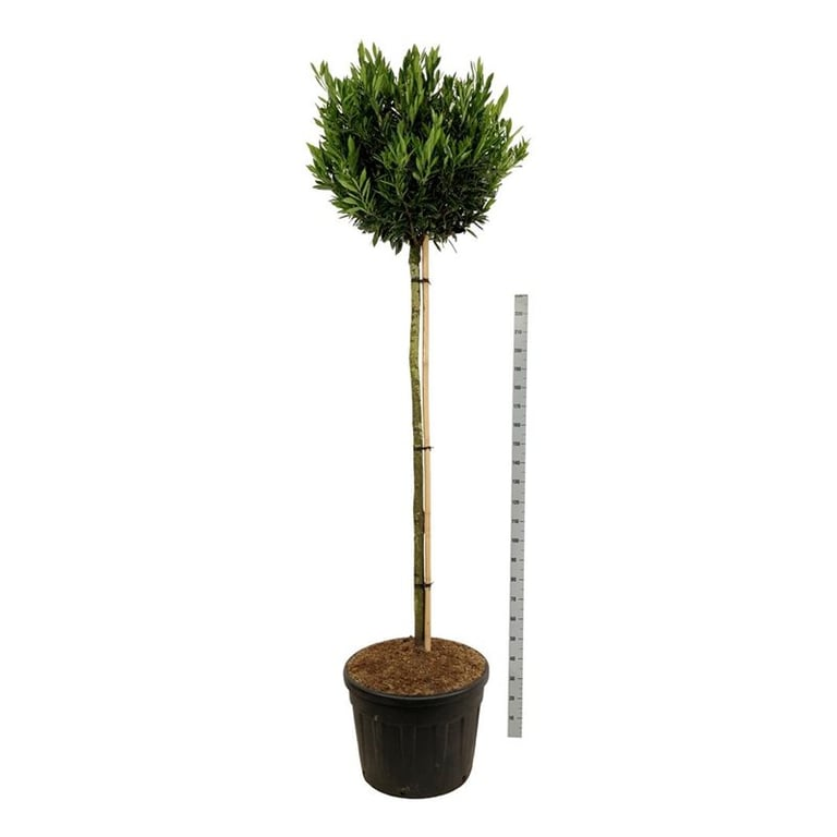 Planta naturala Straight H260cm Prunus laurocerasus 'Otto Luyken' PS70/ in pamant