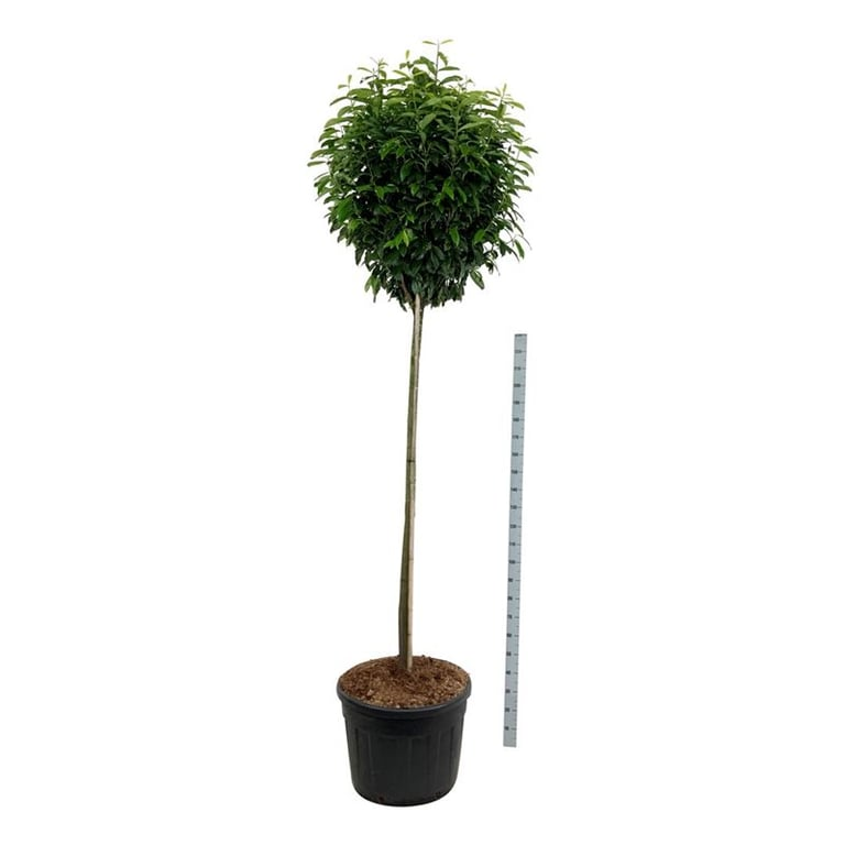 Planta naturala Straight H260cm Prunus laurocerasus PS70/ in pamant