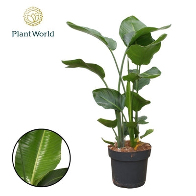 Planta naturala Strelitzia nicolai H100 cm PS24 cm in pamant