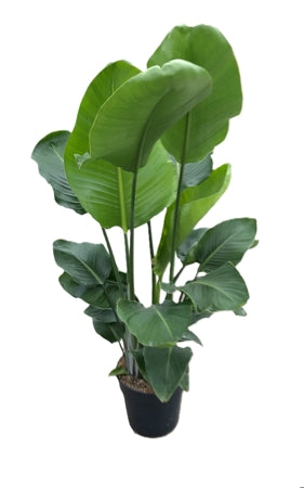 Planta naturala Strelitzia nicolai H120 cm PS24 cm in pamant