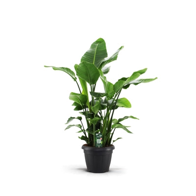 Planta naturala Strelitzia nicolai H140 cm PS35 cm in pamant