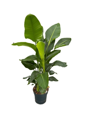 Planta naturala Strelitzia nicolai H160 cm PS30 cm in pamant