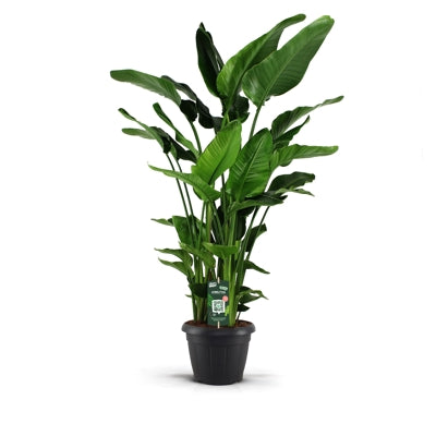 Planta naturala Strelitzia nicolai H190 cm PS35 cm in pamant